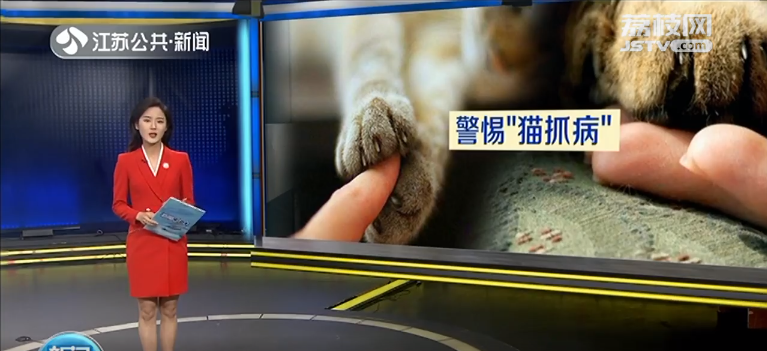 “撸猫”需谨慎 扬州一女子被宠物猫抓伤后患上猫抓病